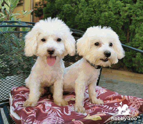 Vand Bichon Maltese si Frise