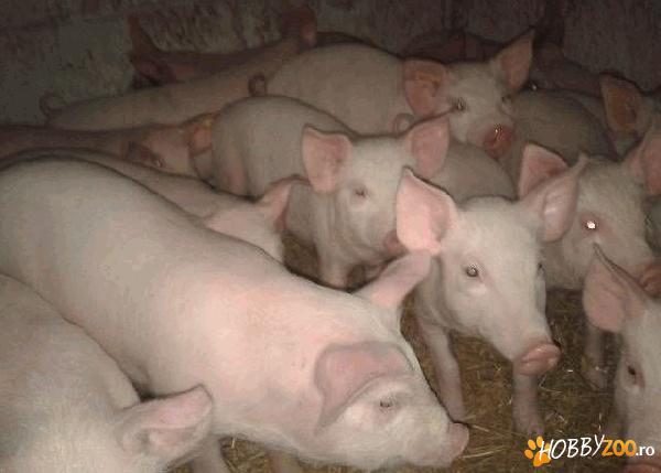 porci metis marele alb cu landrace