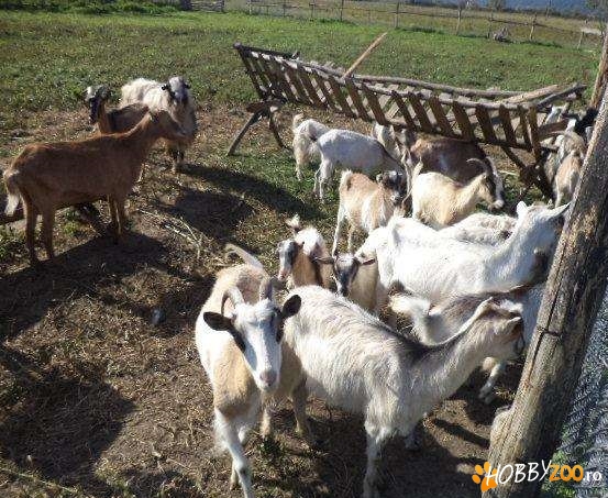 turma de capre formata