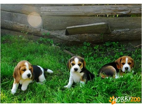 BEAGLE DE VANZARE