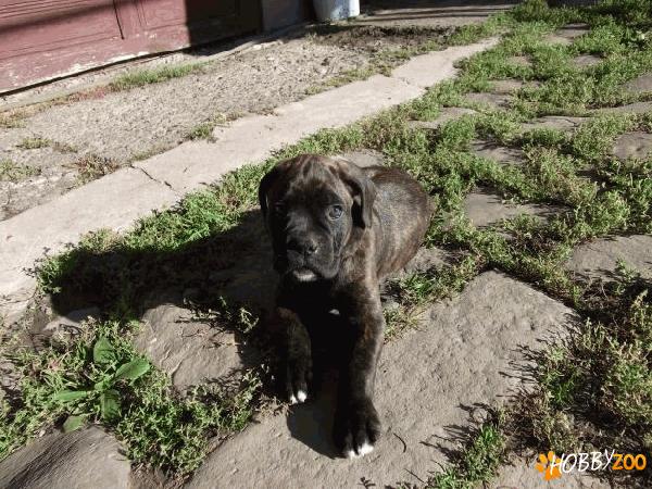 pui mascul boxer