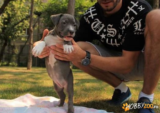 Femele Amstaff blue tata cu pedigre