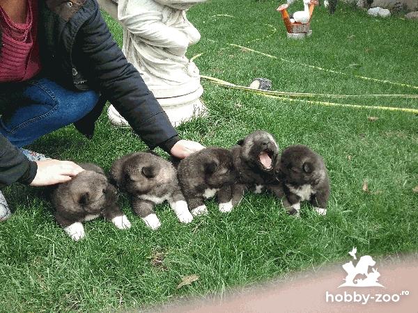 Catelusi akita american
