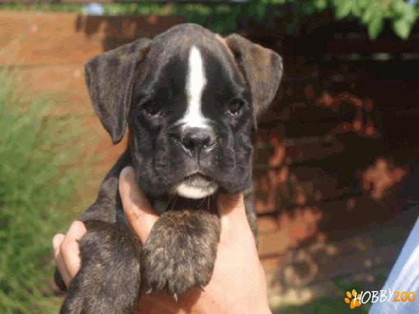 vand  boxer cu pedigree
