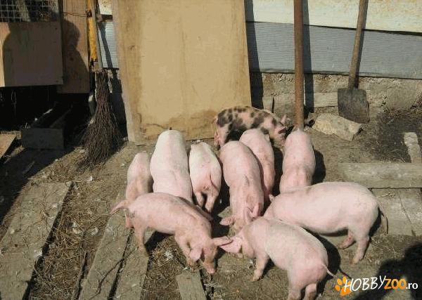 pic landrace marele alb