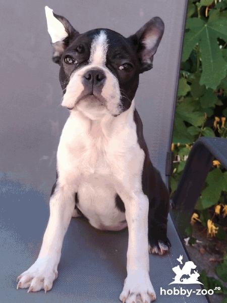Boston Terrier – Pui