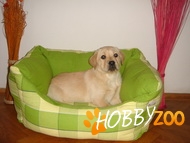 Pui Golden si Labrador