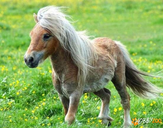 vindem ponei shetland