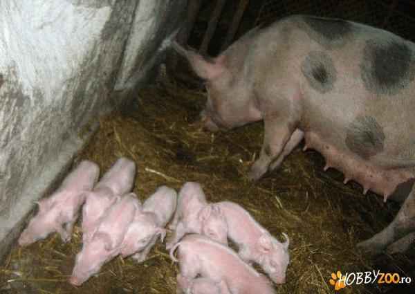 scroafa petrean cu purcei