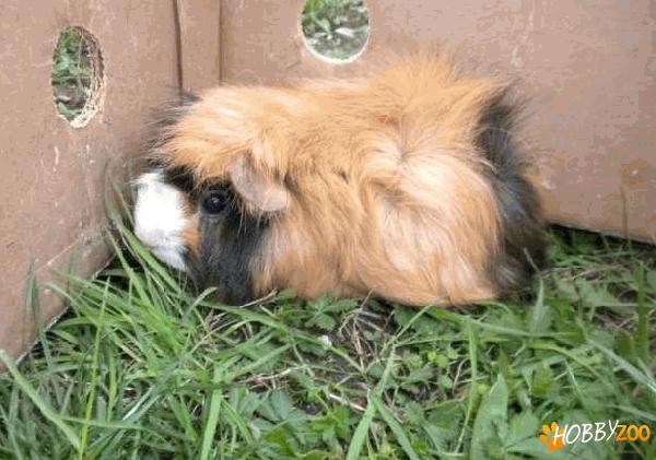 porcusori de guinea colorati