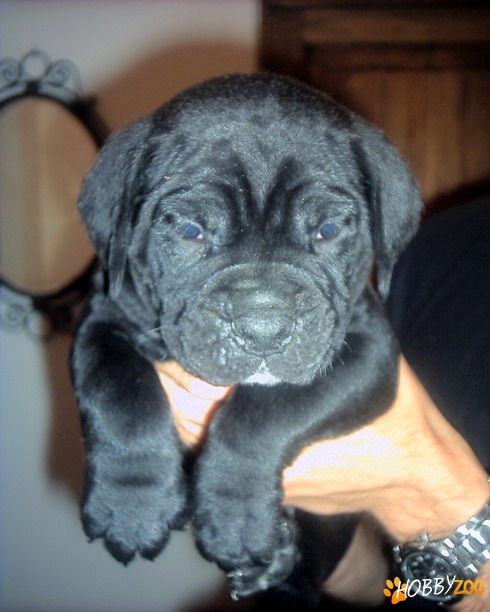  vand pui de cane corso calitate