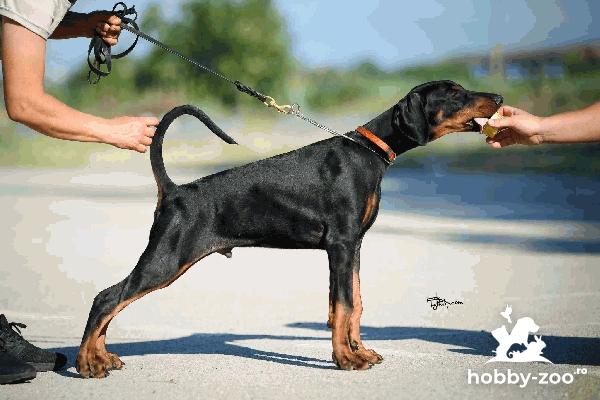 Doberman cățeluși de vânzare