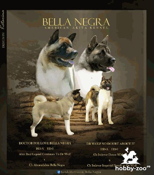Akita american cățeluși
