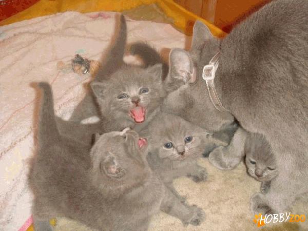 Pisicile British shorthair 