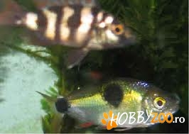 pesti de acvariu exodon paradoxus
