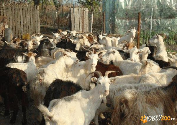 capre tinere si bune de lapte