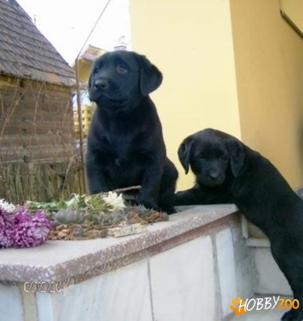 LABRADOR Retriever de vanzare
