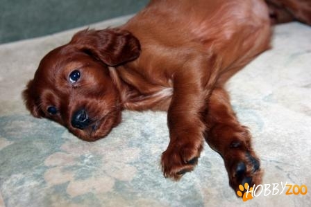 vand  pui de setter irlandez rosu