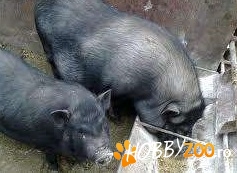 porci vietnamezi scrofita si vier