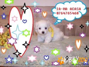  de vanzare pui de rasa bichon malt