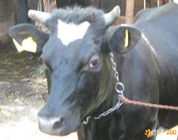 vaca Holstein cu pasaport