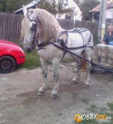armasar de rasa harnic