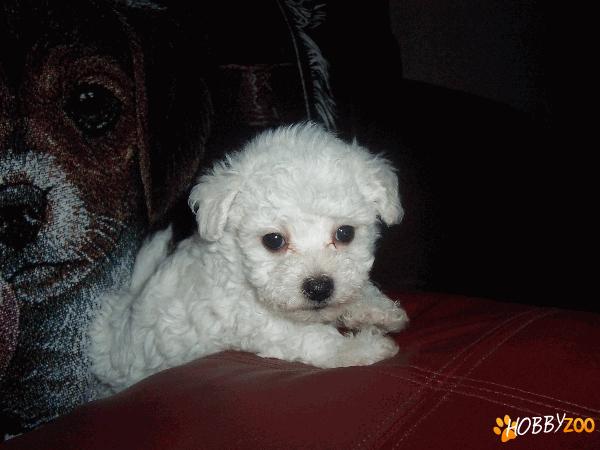 bichon maltez de vanzare