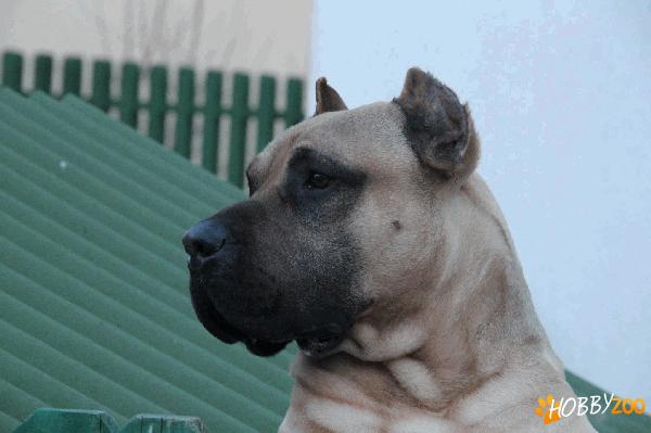 vand pui dogo canario