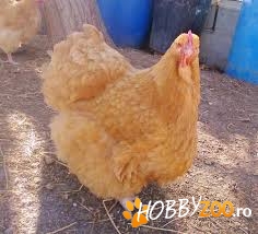 Gaini Orpington galben ouatoare