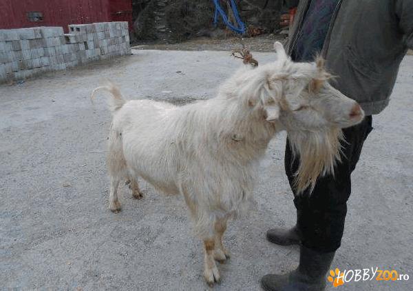 tap nemtesc de rasa original 