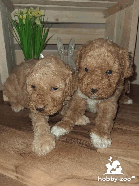 Maltipoo catelusi de vanzare