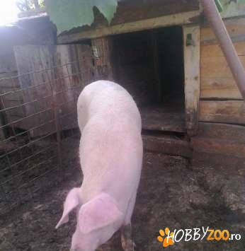 Porc mare de vanzare