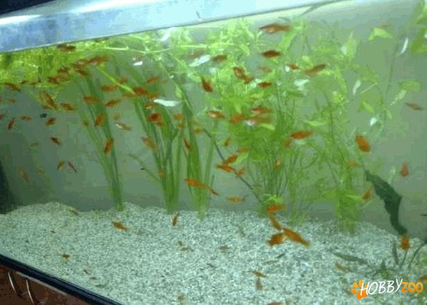 pesti acvariu exotici marini