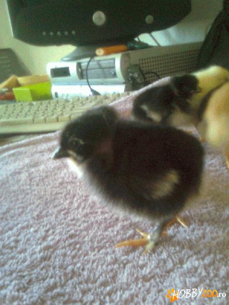 gaini pitice pui de anul asta