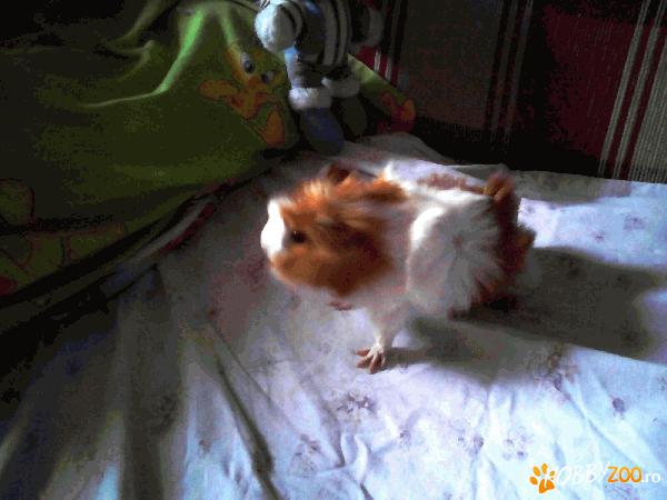  porcusor caut prieten