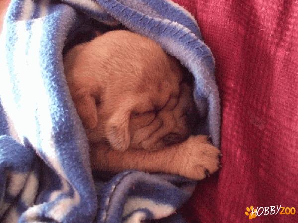 shar-pei ridati 600lei 0744572390