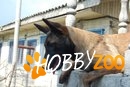 Femela Ciobanesc Belgian Malinois