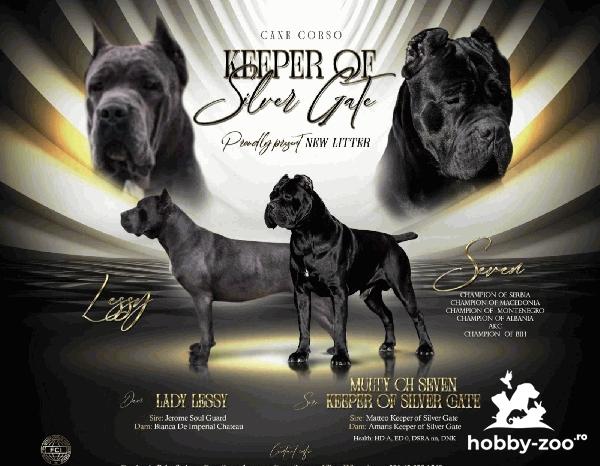 Cane Corso pui frumoși