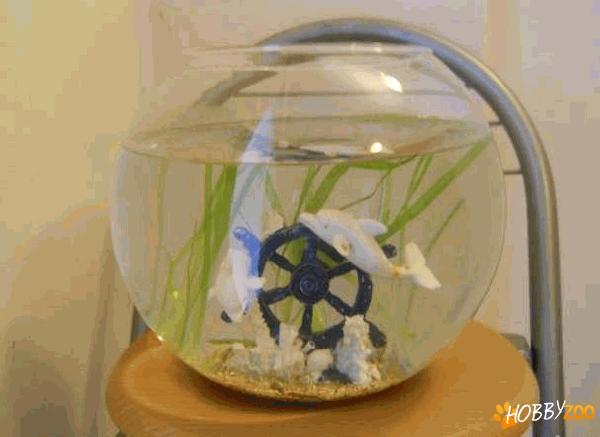 vand bol acvariu betta