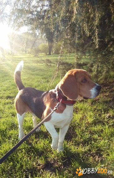 Beagle 3 ani Charlie pentru monta