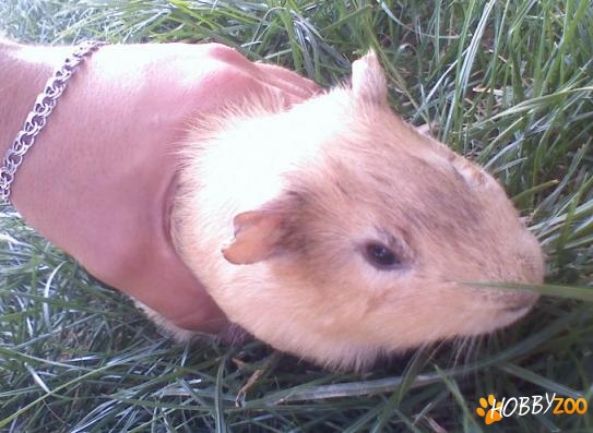 schimburi porcusori de guinea