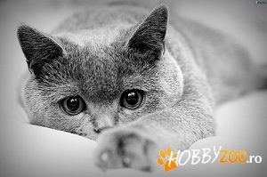 pui British Shorthair