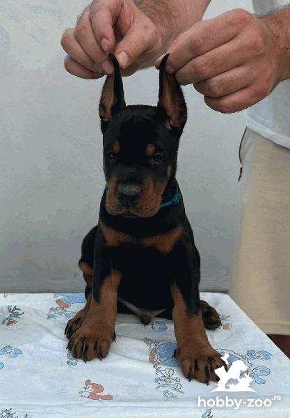 Doberman – Pui de vânzare