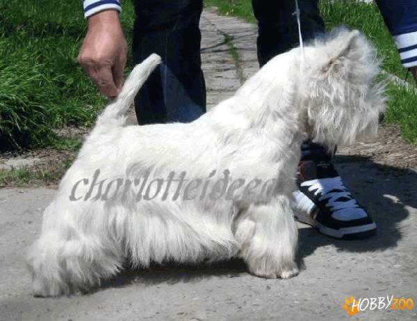 westie disponibil pentru monta