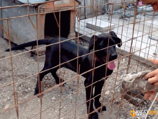 caine cane corso de vanzare