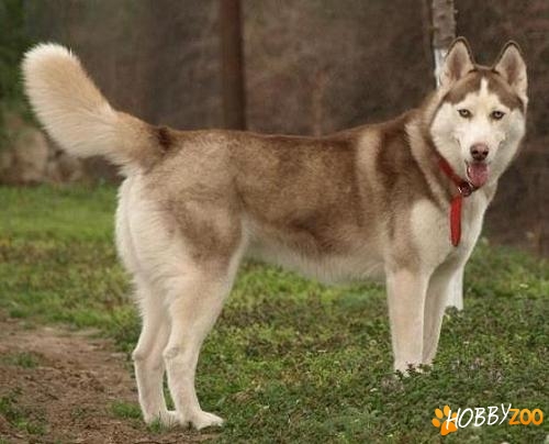 husky siberian