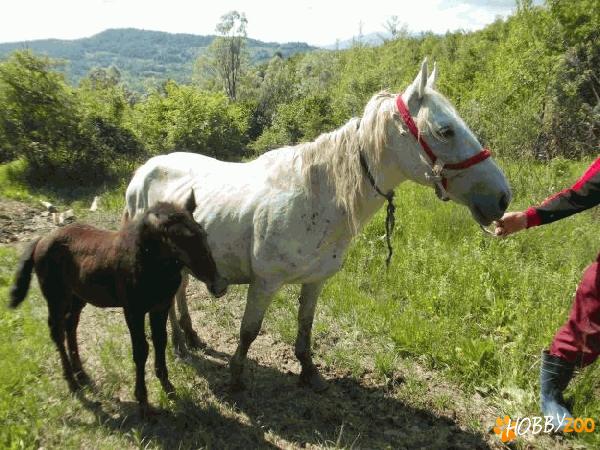 vand iapa cu manz tractiune