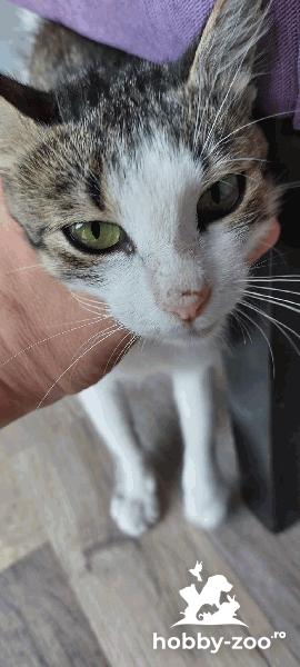 Celine Dion Spre Adopție!