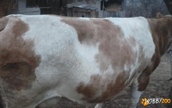 vaca pentru sacrificare