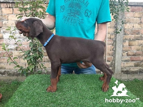 Doberman căței de vânzare